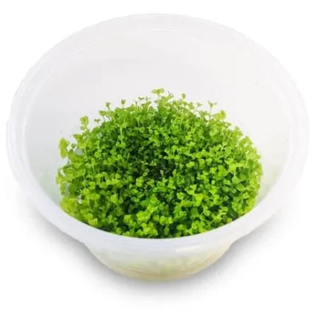 Monte Carlo (Micranthemum tweediei) - Tissue Culture Cup