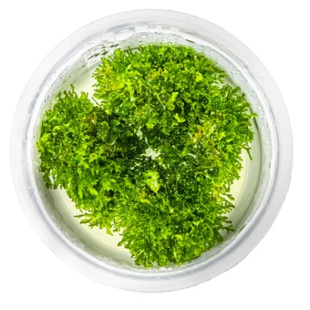 Premium Weeping Moss (Vesicularia ferriei) – Tissue Culture