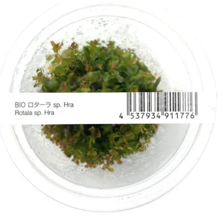 Premium Rotala sp. 'H'ra' – Tissue Culture